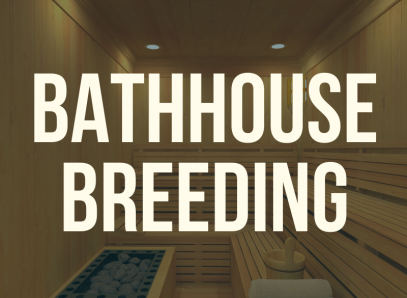 Bathhouse Breeding