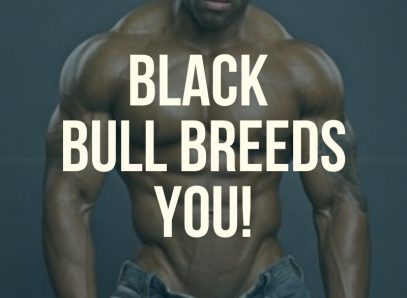 Black Bull Breeds You