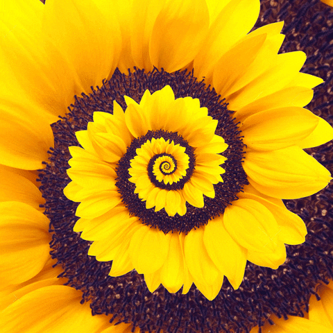 Addicted To Sunflower * Findom Addiction Training