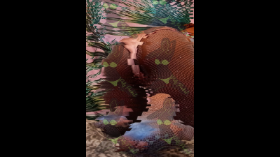 Scrunched Soles & Fat Ass In Fishnets | Foot Worship | Ebony Feet | Ass Worship