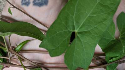 Help Me! These Vines Are Squeezing My Toes So Hard