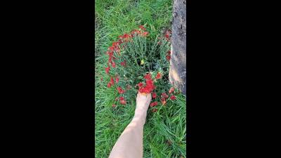 Feet With Red Nails Among Flowers