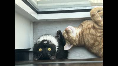 My Beautiful Kitten Cinnamon