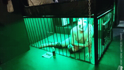 Puppy Training And Feeding A Slave In Cage