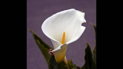 Sunrise Surprise- Mtf Transformation