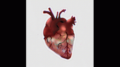 Stethoscope Recording. Heart Sounds + Digesting/Belly Sounds In Less Intensity
