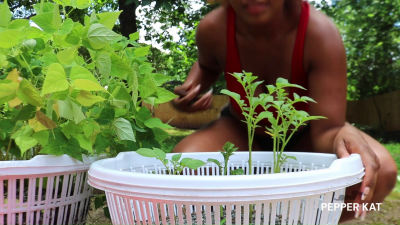 Hoeing In The Sun: Potato Plant Care