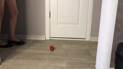 Tomato Trampling!