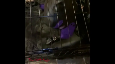 Scarlett Kage Puppy Punishment Part 2 Of 2 Strap On, Leather Leggings, Big Butt, Rough Pegging, Male Orgasm, Reach Around Jerk Off, Bondage, Cage, Straight Jacket, Collar, Leash, Leather, Puppy Play, Pet Play, SPH, Angry Domme, Femdomme, Female Dom