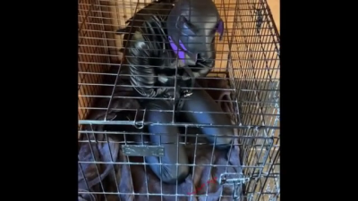 Scarlett Kage Puppy Punishment Part 1 Of 2 Bondage, Cage, Straight Jacket, Collar, Leash, Leather, Puppy Play, Pet Play, SPH, Angry Domme, Neglect, Ignoring, Dildo, Dildo Sucking, Femdomme, Female Domination, Female Superiority, Male Submission