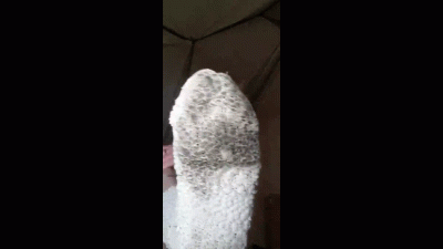 Stinky S.Elly Sock Video. You Know You Want To Buy Them