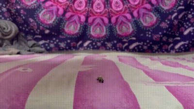 Tiny Man Plaything Nightmare