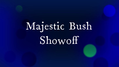 Majestic Bush Debut HD