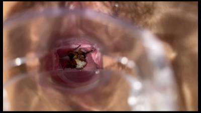 Nolove111 - Cockroach In Pussy Part 3 - iWantClips