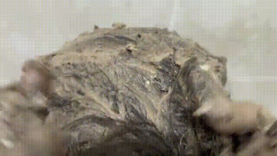 Cake Shampoo Messy Sploshing Wam