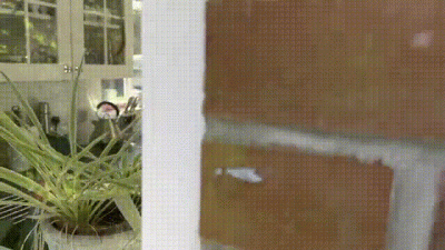 Peeping Tom (Fantasy) Gets Caught And Legs It Down The Garden Path