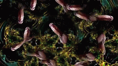 The BBC Slutification Process