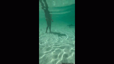 Sharks, Stingrays And Chocolate Starfish