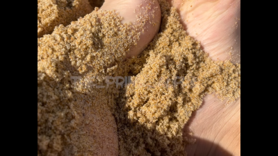 Sandy Soles