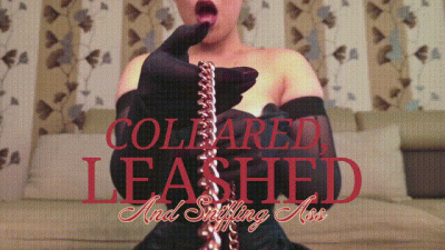 Collared, Leashed And Sniffing Ass