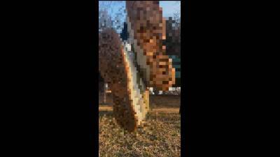 Sneakers Get Dirty At A Dog Park