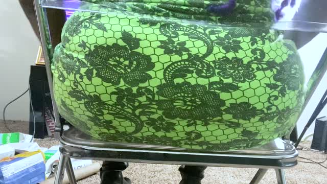 Food And Object Crush-Goddess Mxdominion's Bubble Butt Smashes Unwanted Trash, Crush, Ass Worship, Femdom