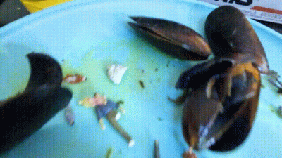 Giantess Giantess Full From Tiny Human And Giant Clam Feast, Femdom, Mind Fuck, Stomach Growling