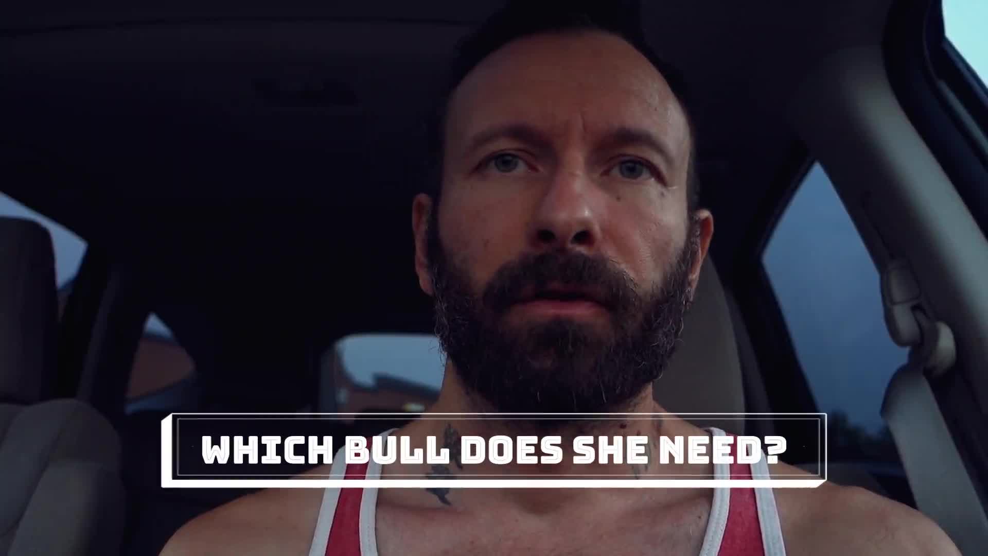 Which Bull Does Your Wife Need