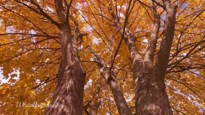 Bnwo Natural Affirmations- ASMR (3) (Repeated & Extended)