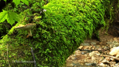 Bnwo Natural Affirmations- ASMR (1)