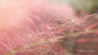 Repeated Bnwo Subliminal Affirmations (ASMR)