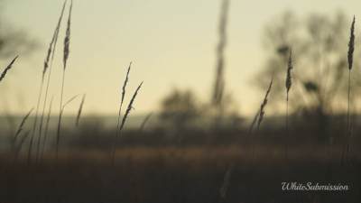 Findom- Subliminal ASMR