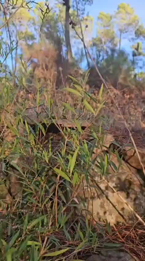 Piss Outdoor, Voyeur Pee, Pissing