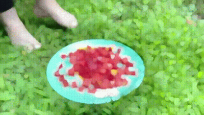 Watermelon Foot Delight
