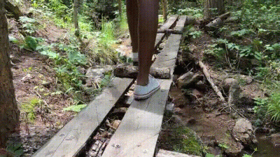 A Walk In The Forest