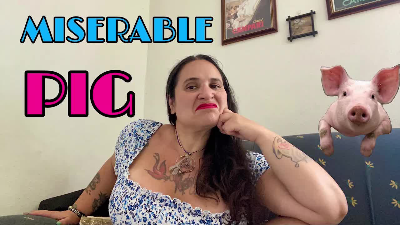 Miserable Pig