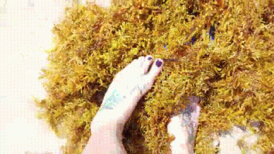 Squishing Around In The Brown Algae With My Feet