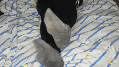 Sweaty Stinky Goddess Feet