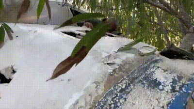 Succulent Nourishment(Man Vs. Mango)