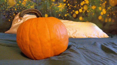 Pumpkin Humpin