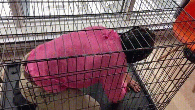 Degrading My Caged Slave