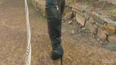 Leashed Pet Compilation