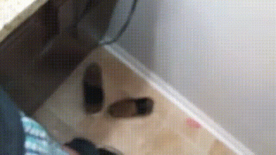 Hot Brunette In Glasses Sucking Cock