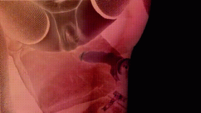 Light/Dark Sfx Cd Pmv