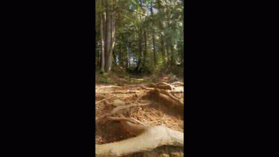 Fingering In The Woods