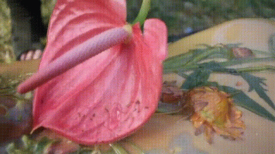 Lubed Flower